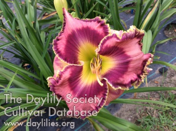 Daylily Treasure of Nations